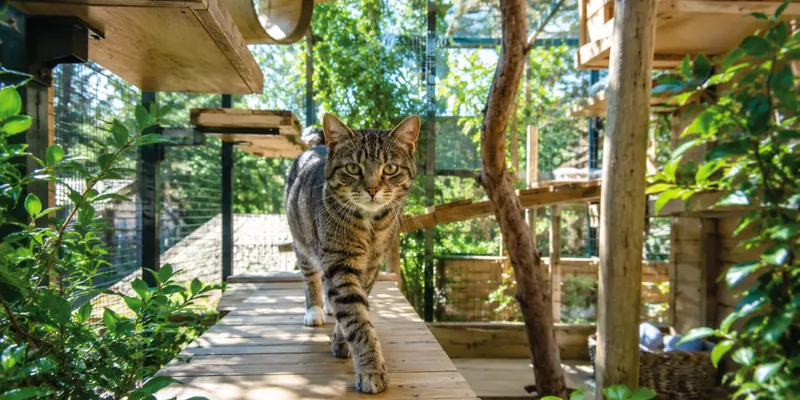 Kat in ruime buitenren
