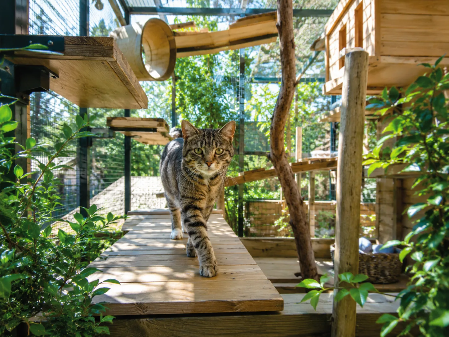 Kat in catio