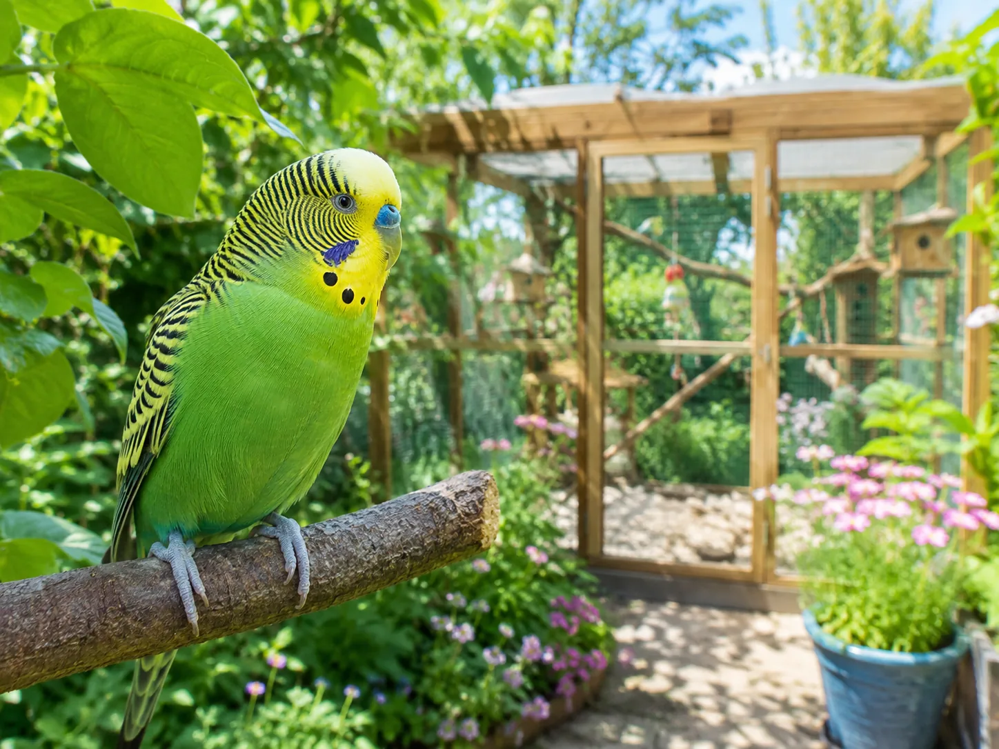 Grasparkiet bij houten voliere